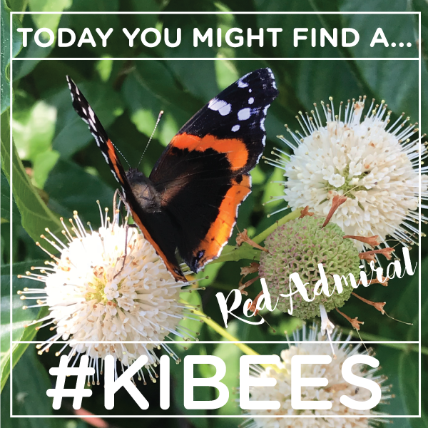 kibiorg's tweet photo. Lunch break pollinator counting? Show us what you find with #KIBees! Isn't Red Admiral one of the cooler pollinator names?  Find out more about our fourth annual #PollinatorCount at https://t.co/Y1W4DbbJjE https://t.co/UaeiV9NkDz