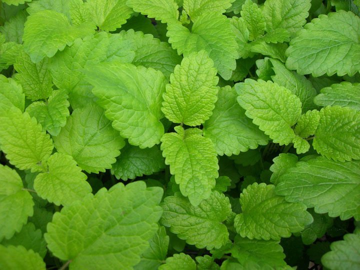 The hint is in its name; lemon balm, or Melissa officinalis, has a—you guessed it—lemony flavor! Here’s everything you need to know about #lemonbalm: ow.ly/vUCW30oY8Lq