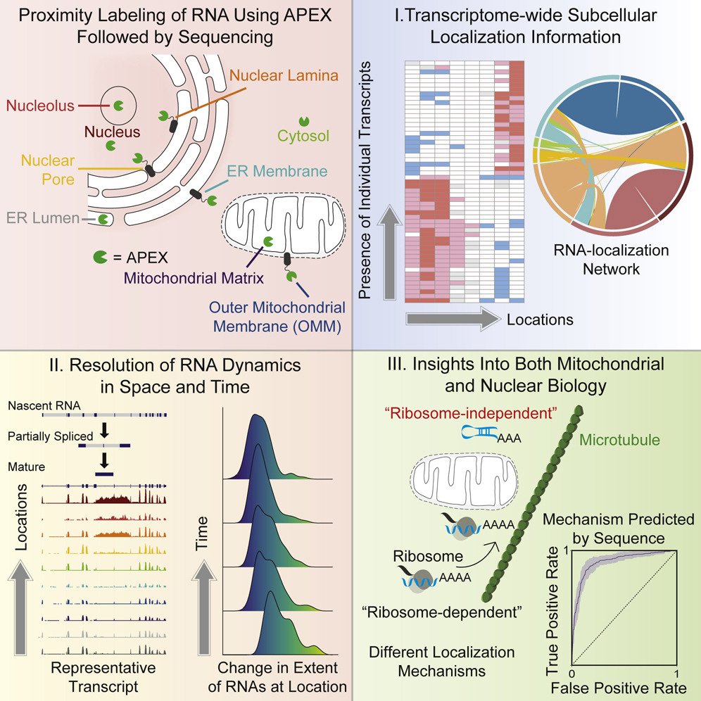 "APEX-seq" for spatial transcriptomics in living cells, via APEX-catalyzed proximity labeling of RNAs. Beautiful collaboration with <a href="/HowardYChang/">Howard Chang</a>, congrats to co-first authors <a href="/FurqanMFazal/">Furqan Fazal</a>
&amp; Shuo Han. Insights into local translation of mito proteins. bit.ly/2L2bX7z
