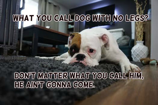Anne-Maria Yritys on X: &ldquo;What you call dog with no legs?Don&rsquo;t 