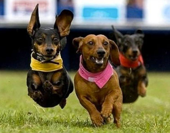 LaPerleCommLeag's tweet photo. Weinerama at Stars &amp; Cars. Calling All Dachshunds, Dachshund Crosses, and toy breed dogs. Come out and play! 10 am-noon. July 20, 2019. Musical mats game, agility course, and Dachshund races. https://t.co/R2zx13nEZy https://t.co/x3vCJULSDT