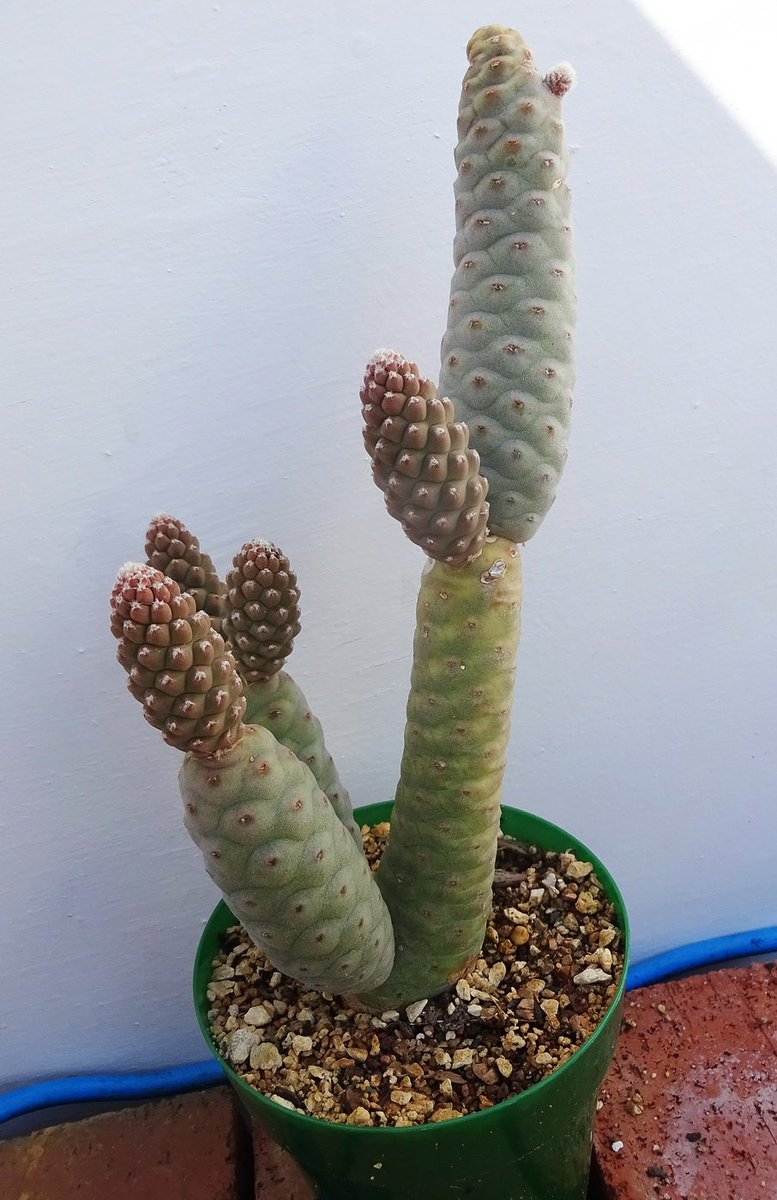My new cactus.  This is Tephrocactus articulatus (the spineless form) commonly known as the pine cone cactus.  Received it as a cutting three years ago from a member of our local (Wash DC) C&S society. Has grown quite fast.   Native to Argentina.  #Cactus  #WeirdPlants
