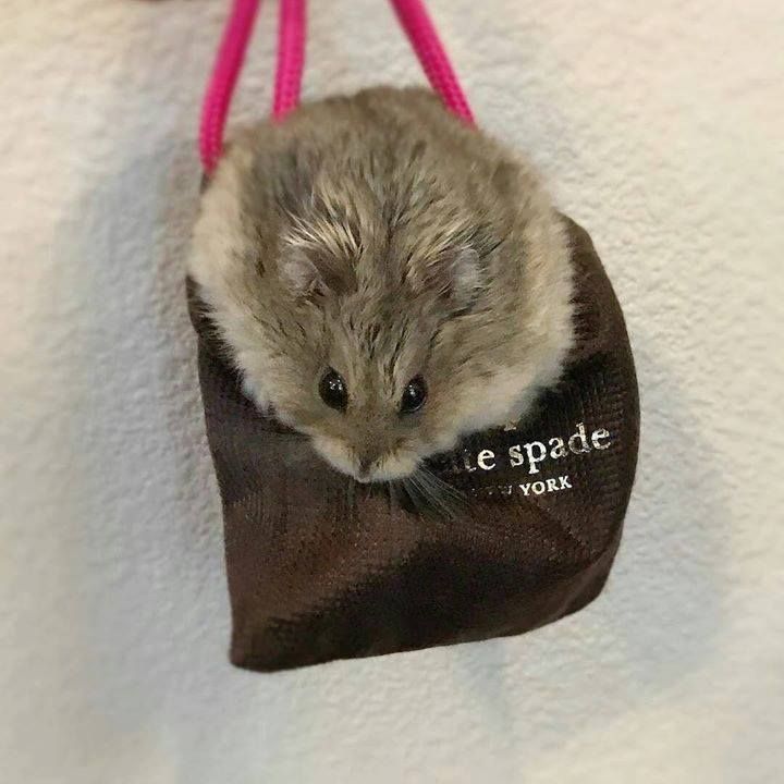 hamsterfluffs's tweet photo. #Repost @pockypeep ・・・ Squeak, u are so chubby! #squeak #hamster https://t.co/Arj97zh5YM https://t.co/PzJ56fR4U0 https://t.co/UwUo1riECm https://t.co/px0Wbj2qsD