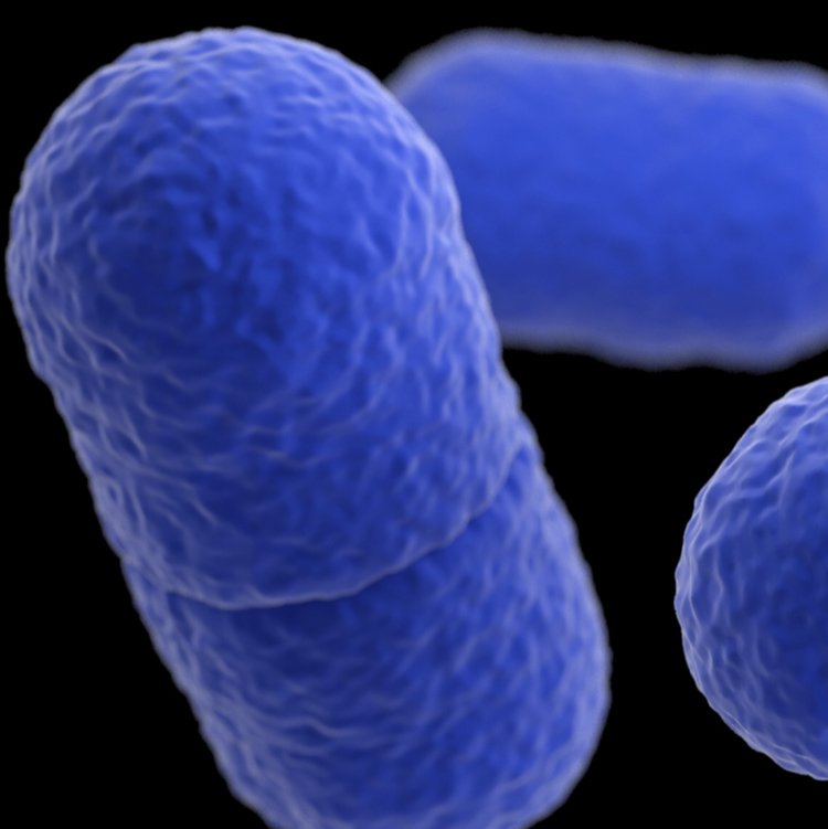 GermReport's tweet photo. Can you guess the name of this germ? 🦠🧬 It’s pretty dirty...
🧼 YOUR 🖐
Answer revealed in comments ⬇️
#bacteria #germs #microbiology #microbes #epidemic #cdc #globalhealth #publichealth #hygiene #foodsafety #optisolve #foodprocessing #sanitation https://t.co/waiyu0PrHU
