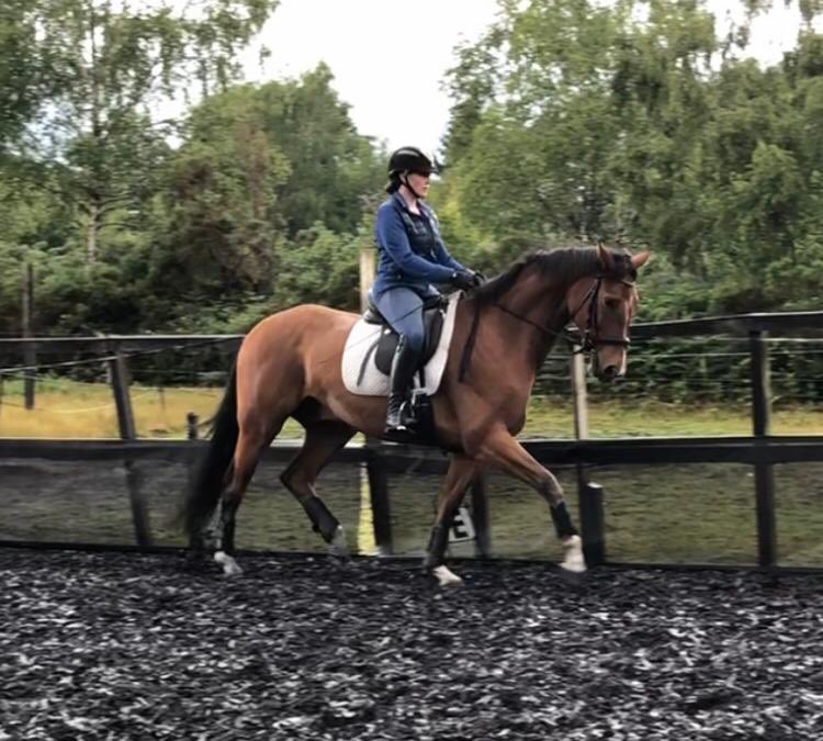 DJDressage's tweet photo. Beautiful 5 year old Casino owned in partnership with @diana_misty https://t.co/2YNLqK5Las
