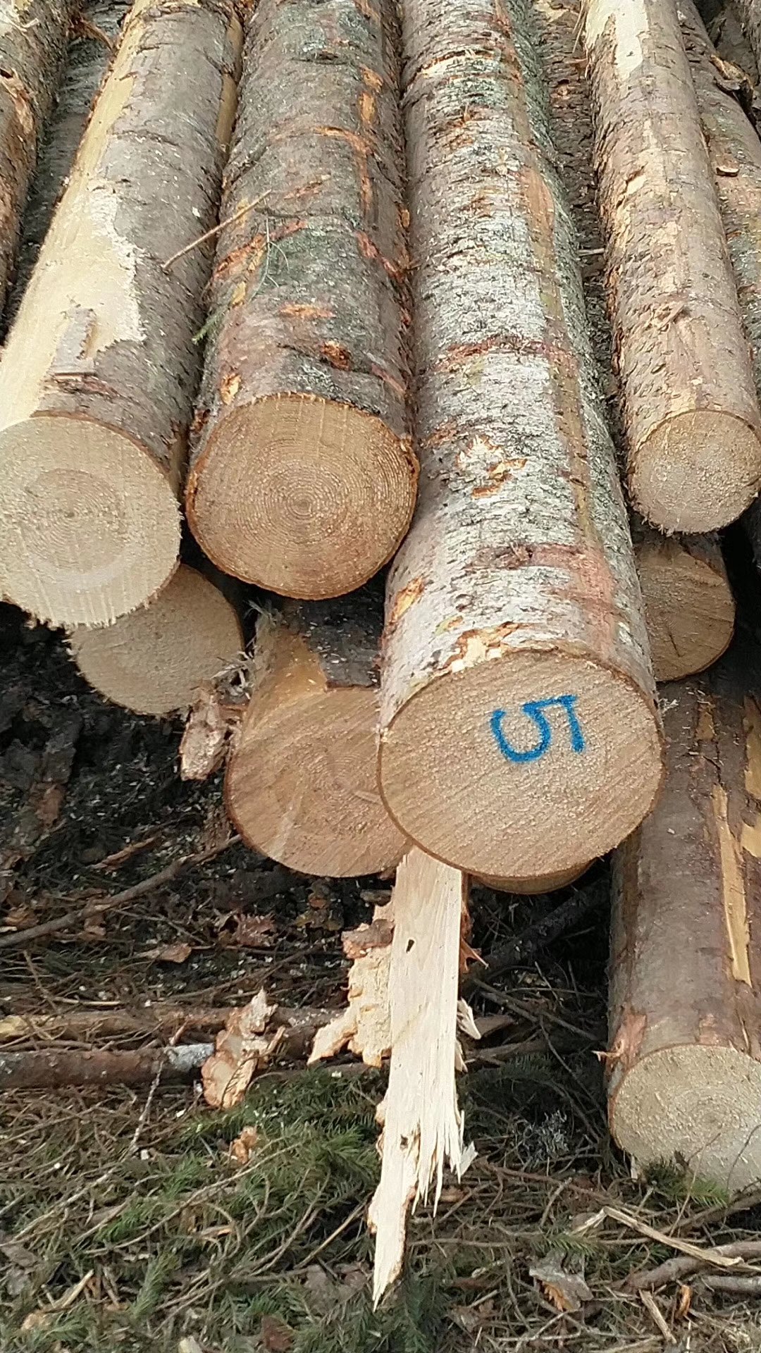 Coast Fraser From Spruce Logs 云杉原木 Db Cm Length 5 9m 5 7 cm Construction Materials Keel Packaging Furniture And Music Equipment Sales Coastfraser Com Exporter Spf Distributor Hardwood Constructions