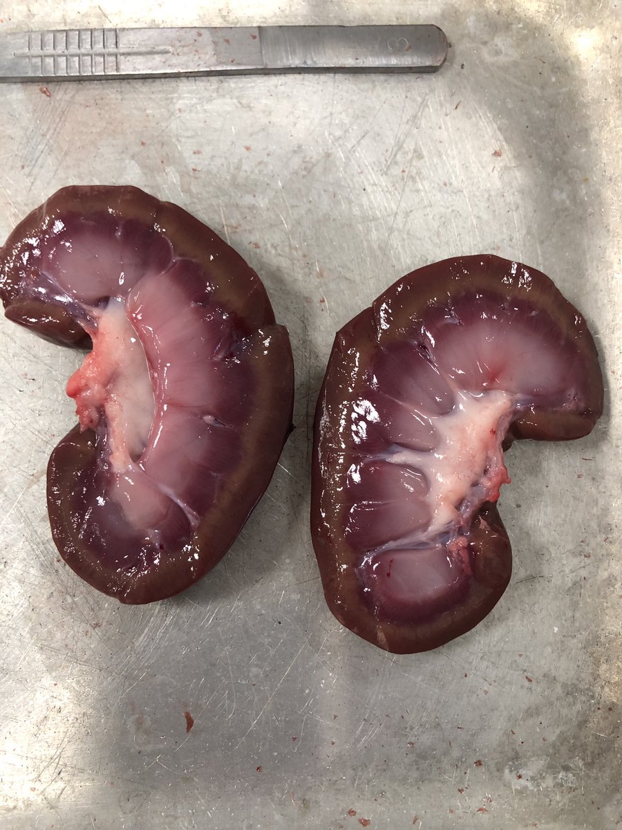 RLS Biology tweet media