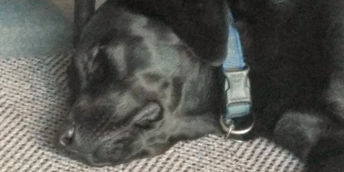 disableacademic's tweet photo. @LGBTNoNHE Currently a very tired young puppy. Though had a fantastic day an #intersectionalityMcr2019 https://t.co/B86o9EMFaC