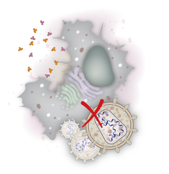 Just came out today... by targeting two transcription factors concurrently, we engineered innate immunity in mammalian cells to make them resistant to multiple RNA viruses: 
rdcu.be/bHkX5
