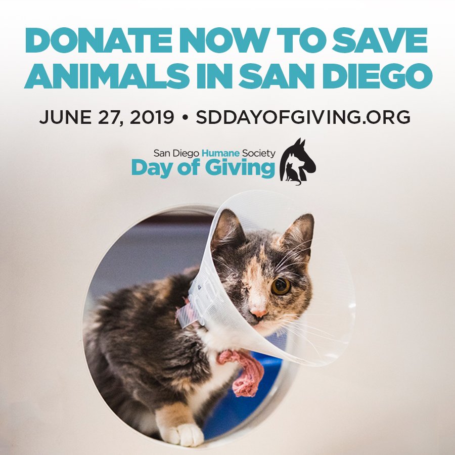 sdhumane's tweet photo. Day of Giving is one week away! Give early and your gift will be matched up to $10k by @Purina. Donate now and learn about visiting our campuses on #sddayofgiving by visiting https://t.co/UDaULAM2UU! #sdhumane #inspirecompassion https://t.co/pjKivNXJk0