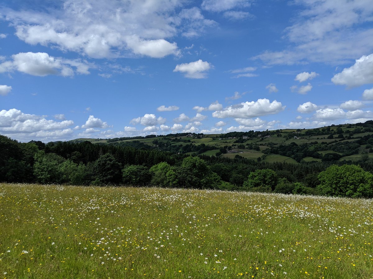 IsabelCommerfo1's tweet image. Beautiful day for some Meadow condition monitoring @WildSheffield #data4nature #vegetation #botany