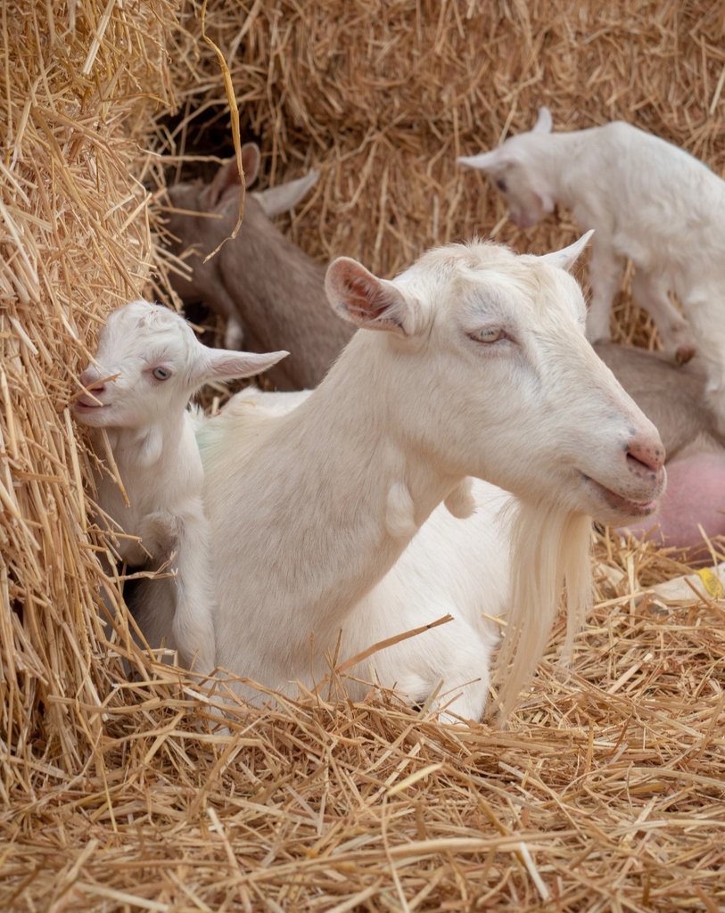 Did someone say food? Only 2 days til Oundle Food Festival!This Saturday join us alongside a large array of other foodie favourites! You won't be disappointed!
#oundle #food #foodfestival #cheese #goatscheese #foodies #farmers