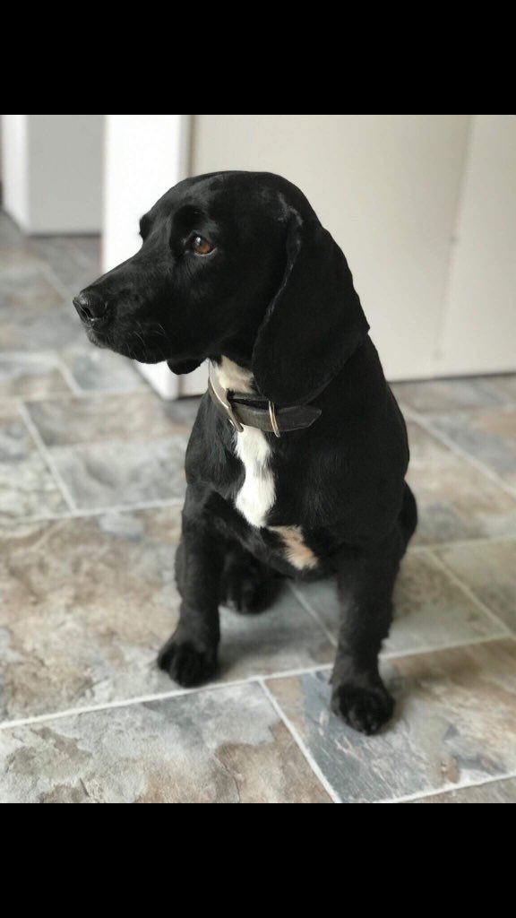 luxuryledcandle's tweet image. Before and after - which do you prefer? #dogsoftwitter #doghour #sprockers #willow #summertrim #devon