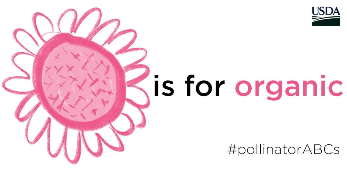 NRCS_PA's tweet photo. Organic practices like using less pesticides and planting diverse crops can help #pollinators thrive with food and habitat https://t.co/tmIzoO1bT1 #pollinatorABCs #pollinatorweek https://t.co/rxLYBK04mR