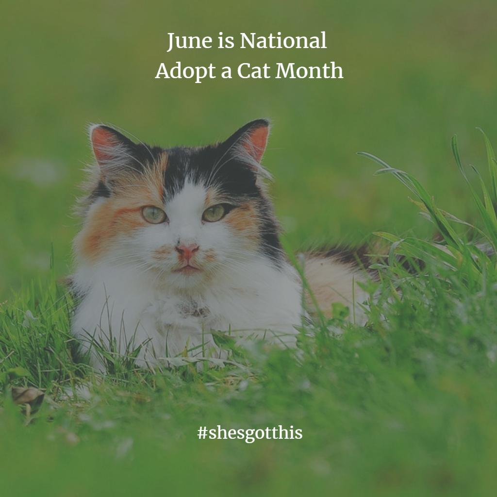 WriteOnMamas's tweet image. Do you have a furry sidekick? An inspiration or a "mews"? A cuddly critter with a literary name? If you haven't, this is a good month to get one. June is National Adopt a Cat month. #catsofinstagram #adoptacat #sheltercats #purrfect