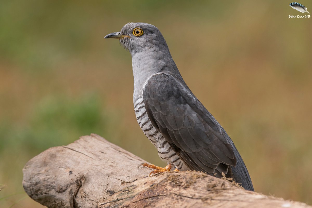 Cuckoo  @WildlifeMag @BBCEarth @Natures_Voice @BBCSpringwatch   #wildlifephotography #uknature #cuckoo