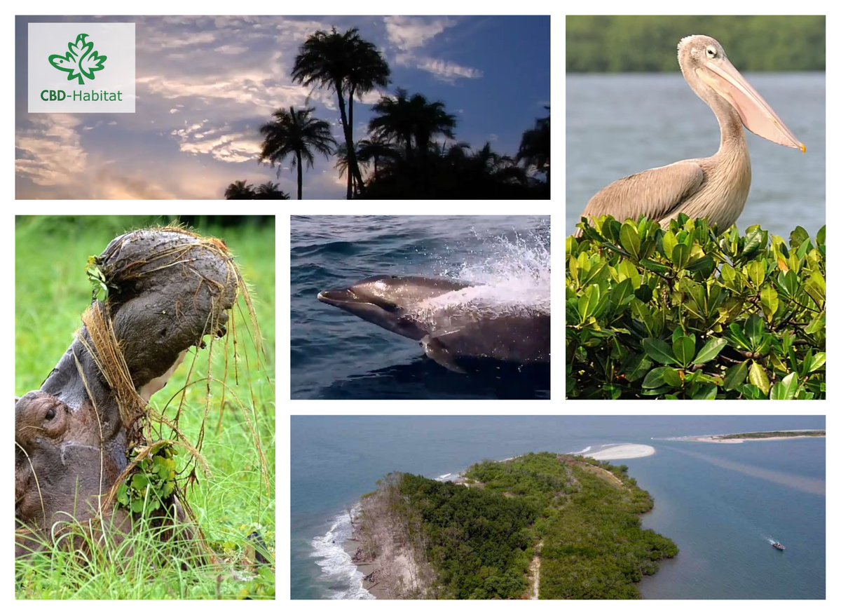 FCBD_Habitat's tweet photo. ¿Pensando ya en las #Vacaciones #Holidays?

Si lo que te gusta es...

🐢 Naturaleza
🐢 Tranquilidad y relax
🐢 Observación de fauna

No te pierdas este video 🎥🎥 https://t.co/QdTFrMWXek

#Ecoturismo #TurismoSostenible
#Wildwatching #Wildlife https://t.co/SqcXMfRZdM