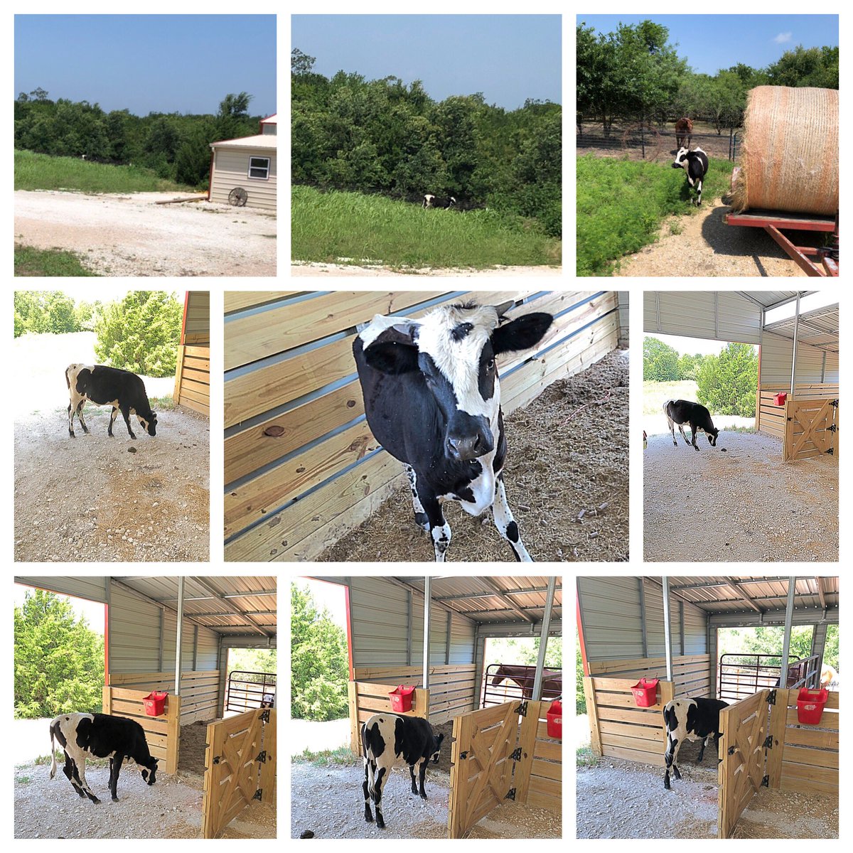 jxk867's tweet image. When you come back from town and...🐄 #countryproblems #EscapeArtist #Laverne #HeiferCantTellMeNothing @depotgurl88 @1226mlrw @SarahRagsdaleHD @nrk0680 @markdearing62 @ega1089