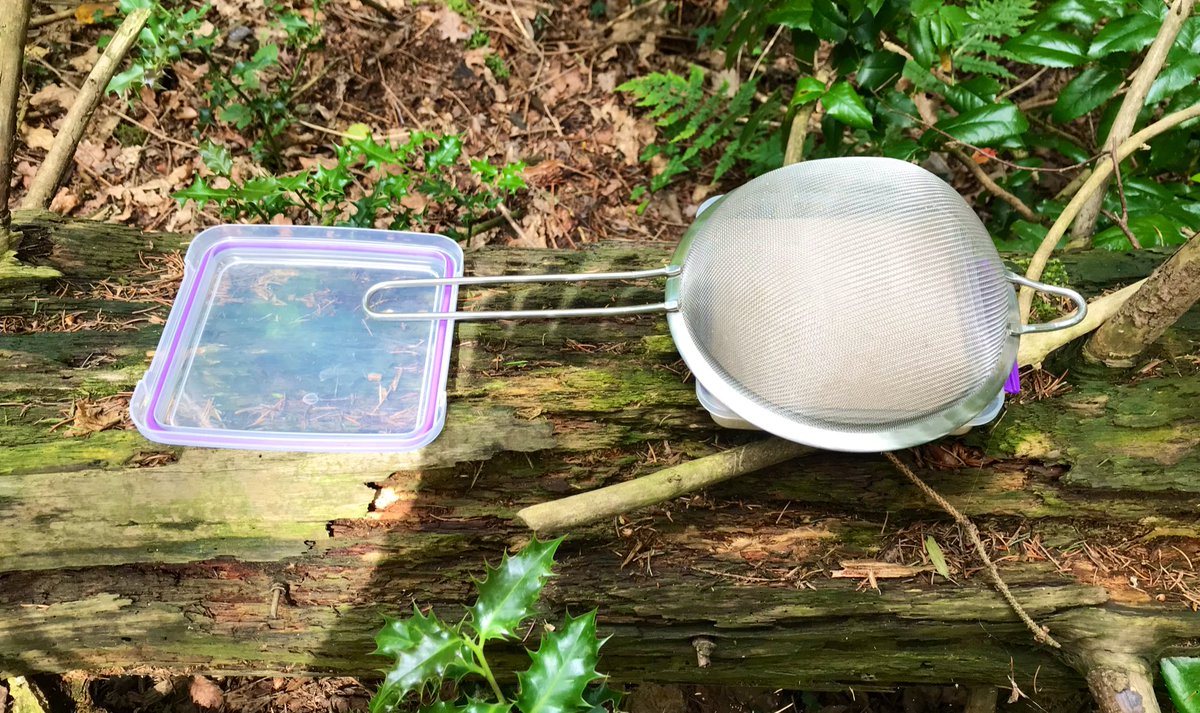 OK! Second try. I have placed the culture medium (yeast trap) on a log amidst a (very lovely) bunch of HOLLY and STINGING NETTLE! BIOLOGICAL WARFARE. Let’s see if any animals are brave enough to touch my shit today! Bring it!