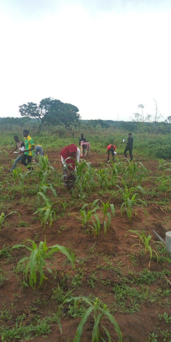 HubAgric's tweet photo. A training section today on different types of fertilizer application method,after which members if the Hub carried out the practical
#ZeroHunger 
#czarohm 
#agbejohnn
#Ainotolulope1
#Samsonprolific 
#Agtivated https://t.co/0aX5ekhGx0