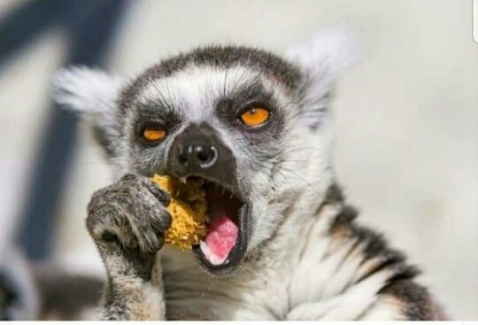 DjPruluv's tweet photo. Was anything said about when we are getting our land back? Dates maybe? We seriously need this promise to materialise. We can't have steve Hofmeyer &amp; crew threatening us Black People in our country. We're not imbiciles, there's no way all the land will be for farming!
#SONA2019 https://t.co/eZyqzfFMKK