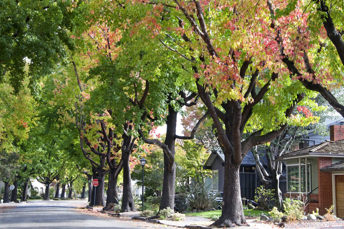 Today's the day to attend the #WFTreeTalk. Our town Arborist will be answering all your questions. You'll also have a chance to suggest future #WFTreeTalk topics. Be there: Wake Forest Town Hall <a href="/6PM/">Follow us @Shop6pm!</a>. Aloha. <a href="/WakeForest_NC/">Wake Forest, NC</a> <a href="/wakeweekly/">The Wake Weekly</a> <a href="/WRAL/">WRAL NEWS in NC</a>  <a href="/WRALOutandAbout/">WRAL OutandAbout</a>