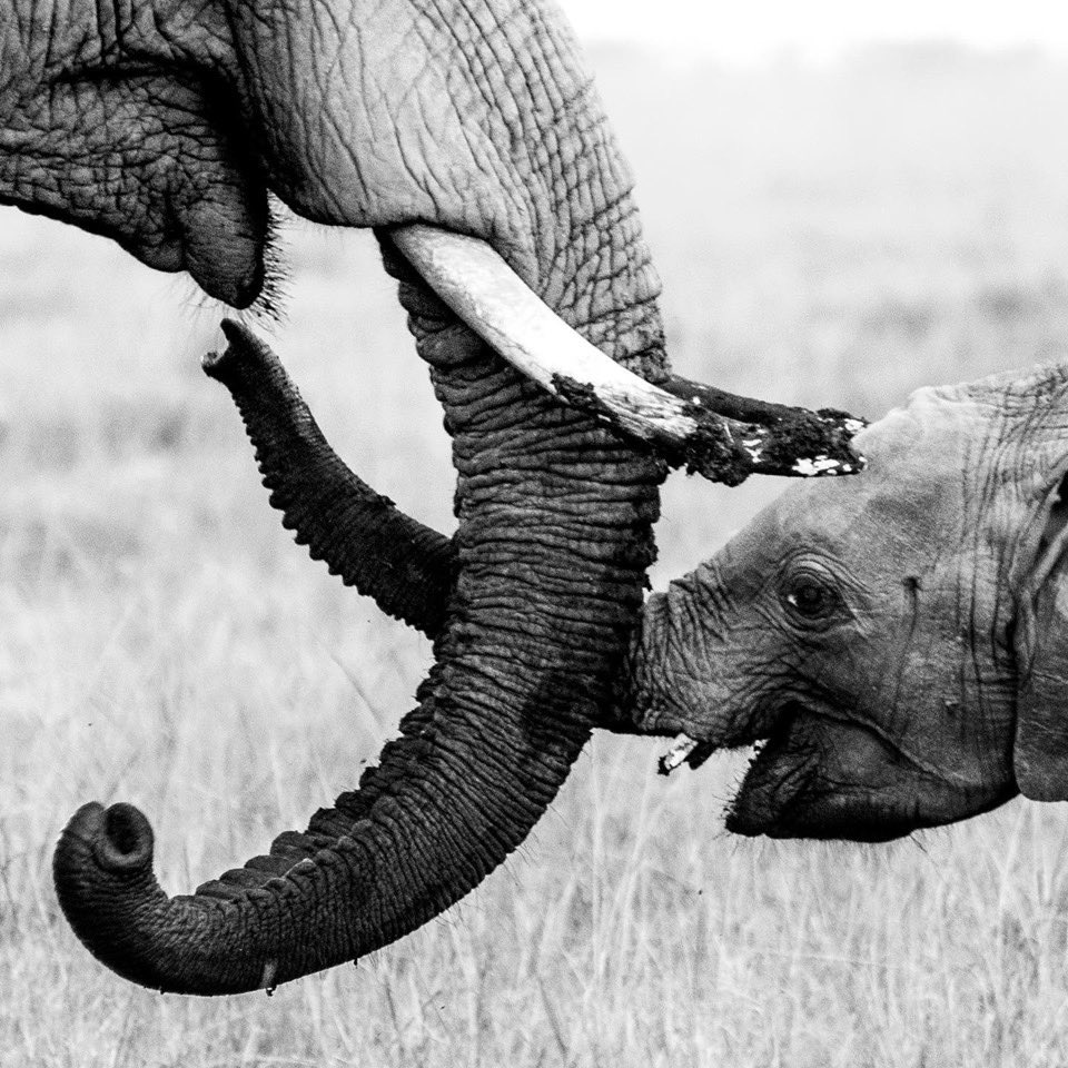 odile_TM's tweet photo. « En famille » c’est si beau les bonheurs simples de la savane ... comment les imaginer ailleurs que la bas ? #masaimara #libreetsauvage https://t.co/LN7OhuMRlo