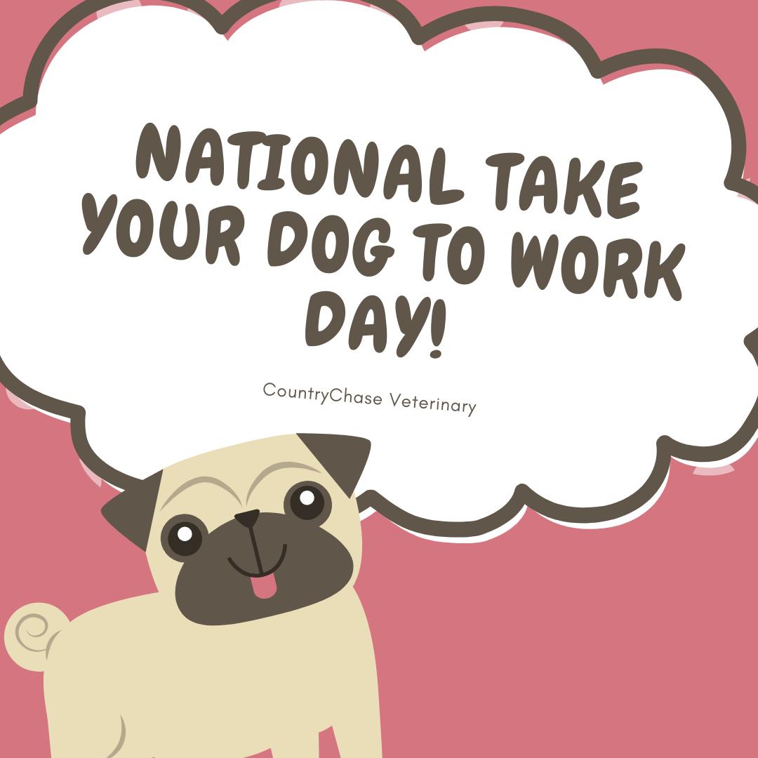 Groom your pooch and get their best collar out, tomorrow is officially #NationalTakeYourDogToWorkDay 🐶💼😎

#CountryChaseVeterinary #Veterinarians #Vets #PetCare #PetDental #Healthy #HealthyPets #PetServices #Tampa #Florida #Groom
