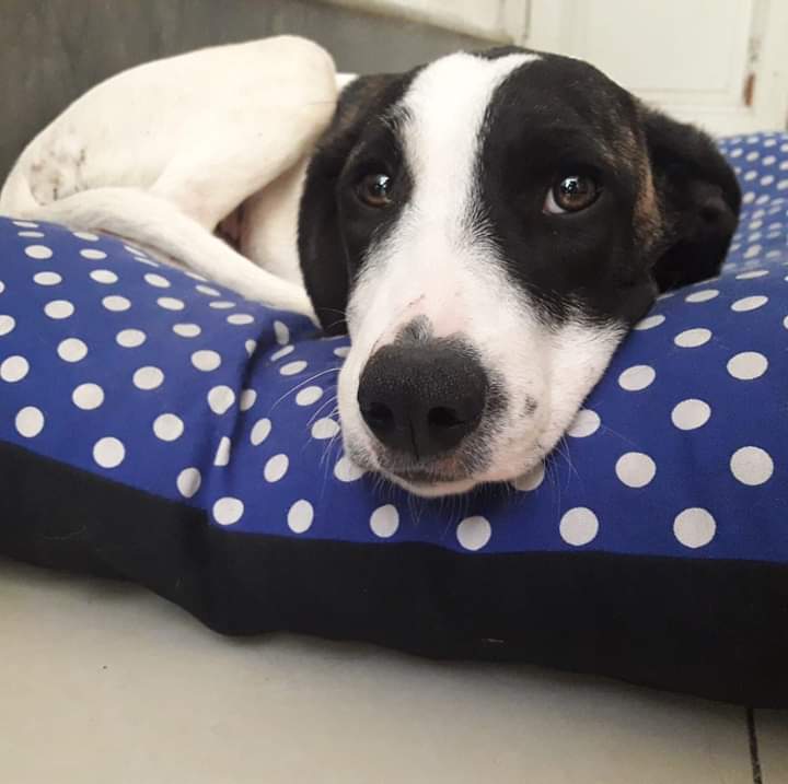 ASHcomUY's tweet photo. Es la perfección en 4 patas y forradita de pelo suavecito ❤️
Ella es una de los 17 bebés que nos abandonaron hace unos meses, y está en busca de su familia ideal. 
Con su plan de vacunación completo y castrada está en EspacioASH para conquistar corazones. https://t.co/67ijgiqOMa