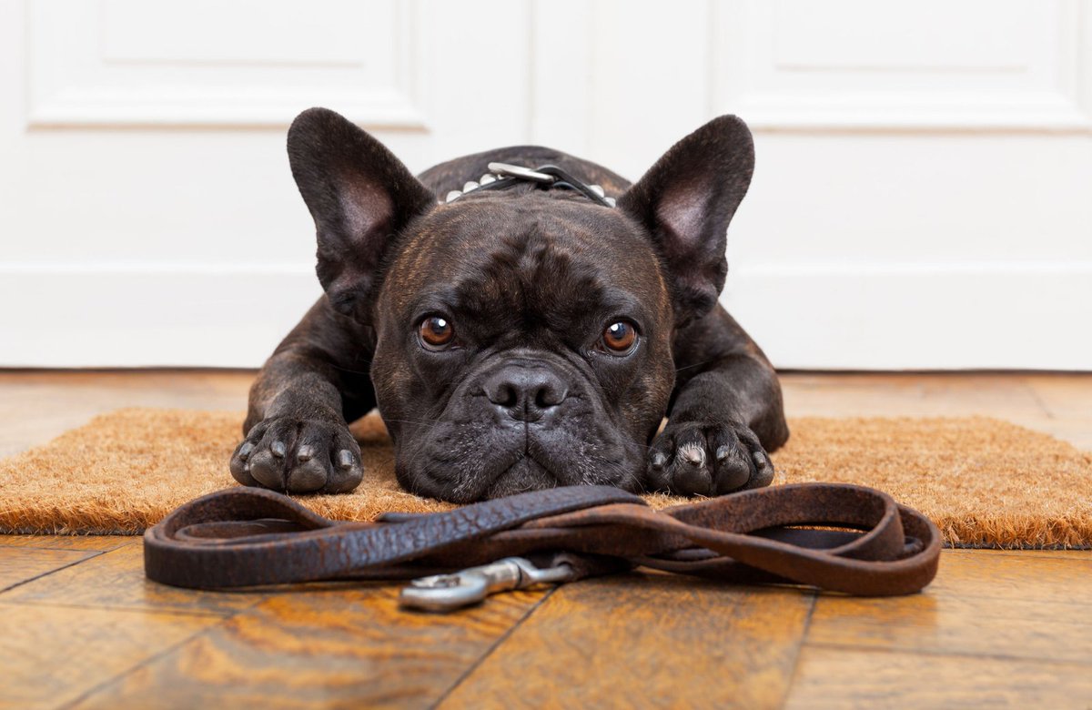 Timbercreek_Apt's tweet photo. Don't forget that @Timbercreek_Apt is a #DogFriendly community! Come see our One Bedroom apartments that are perfect for you and your pup! #ApartmentLiving #Clementon #Blackwood @apartmentscom  @ApartmentsBiz @zillow @AptsForRent https://t.co/Cj7rGkjnmt