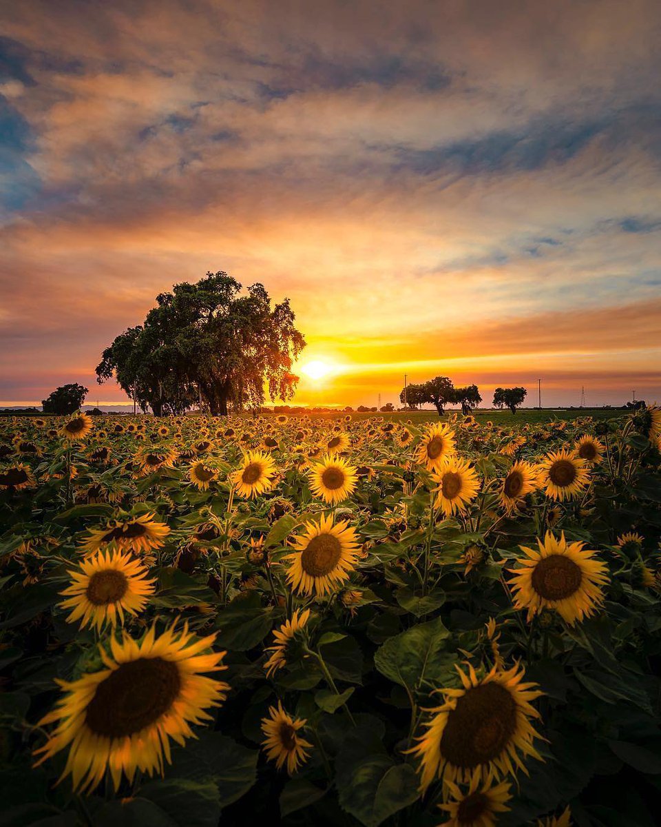EarthPix's tweet photo. Sunflowers 🌻 Sunset 🌅 in California by @ErikMarthaler - congratulations on completing the SpireStreet photography course! https://t.co/GatqkcR6Db
