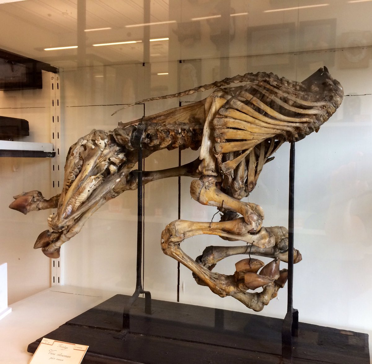 石野平四郎 Heishiro Ishino Le Musee Fragonard フランス郊外 アルフォールの獣医学校にあるフラゴナール博物館に行ってきました ここはエコルシェという皮を剥いで筋肉や血管が見えるように加工された人体標本が有名ですが それ以外にも大量の標本や 石野平四郎 Heishiro Ishino Le Musee Fragonard フランス郊外 アルフォールの獣医学校にあるフラゴナール博物館に行ってきました ここはエコルシェという皮を剥いで筋肉や血管が見えるように加工された人体標本が有名ですが それ以外にも大量の標本や