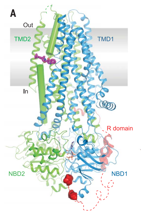 curiouswavefn's tweet photo. In 2012, Ivacaftor developed by Vertex became the first drug to treat the cause rather than symptoms of cystic fibrosis. Now the structure of the drug bound to its target, the ion channel CFTR, has finally been cracked by the Chen lab at Rockefeller. https://t.co/uXIR0mkS6A https://t.co/8JD8Oke2Cx