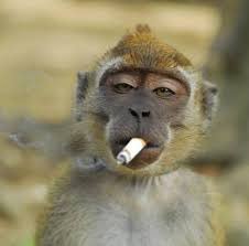 Elon Musk (@elonmusk) on Twitter photo 