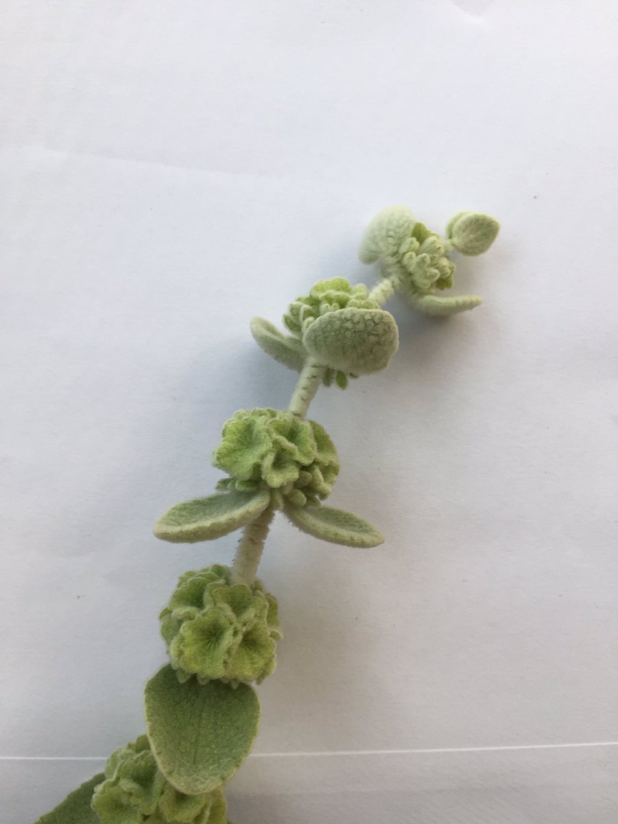 Can anybody help me identify this shrub please? #plantidentification <a href="/BBCGQT/">BBC Radio 4's GQT</a> #shrubidentification