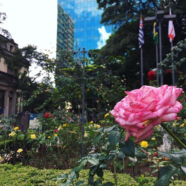 321_Viajando's tweet photo. Dica de passeio em Sampa!
A Casa das Rosas 🌹🌹(@casadasrosas), além de ter um lindo jardim com rosas e outras flores 🌷🌼, abriga exposições e promove eventos diversos focados em literatura 📚.
Localizada na Avenida Paulista, fica em frente à Japan H… https://t.co/qSJlfgP0ab https://t.co/kgNJsVSPZC