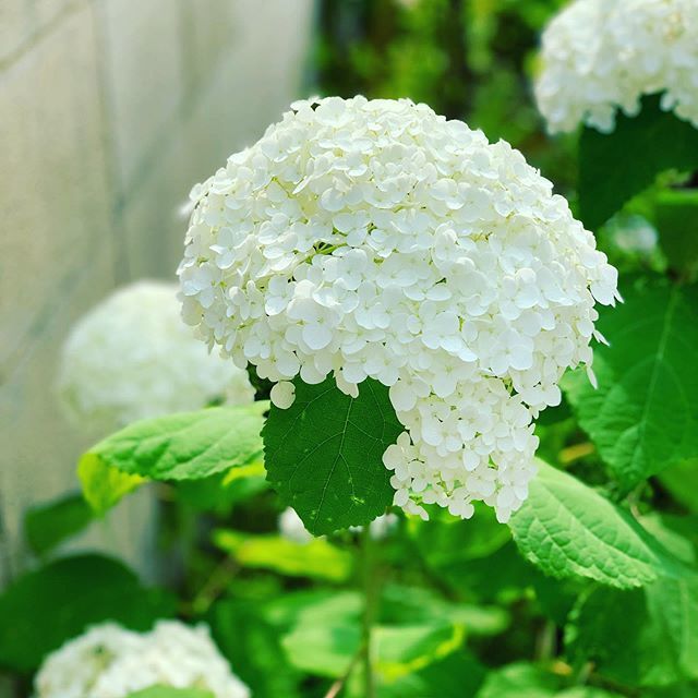 白いあじさいの花言葉は寛容