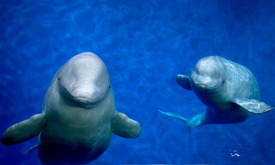 2 beluga whales who previously were held captive at Changfeng Ocean World in Shanghai have arrived in Iceland to retire to a sanctuary!
Read Dolphin Project Founder/Director <a href="/richardobarry/">Richard O'Barry</a>'s statement on it: bit.ly/DolphinProject…

#DolphinProject #DontBuyATicket #EmptyTheTanks