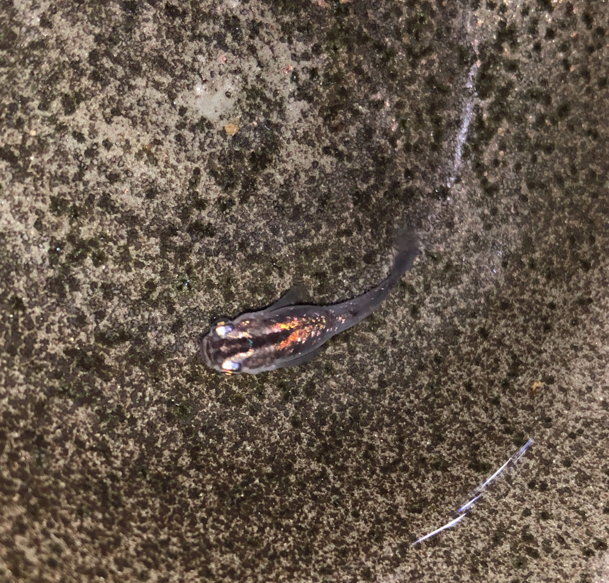 みうりなパパ 多忙 鳳凰から生まれた魔王似ですが これもう魔王改だよね めだか 鳳凰 魔王 みうりなパパ 多忙 鳳凰から生まれた魔王似ですが これもう魔王改だよね めだか 鳳凰 魔王