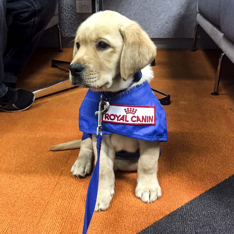 Seeing Eye Dogs tweet media