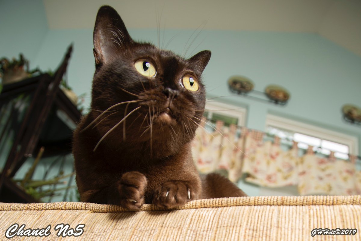 ghholt's tweet photo. Chanel No5 enjoying some sunshine in the morning room. #cat #burmese #bumesecat #burmesecatsoftwitter #catsoftwitter #catlovers https://t.co/io3O4UQ3og