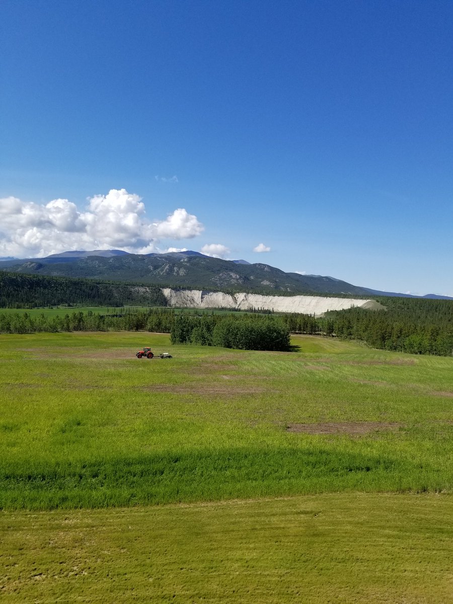 spreadbury_7's tweet photo. Agriculture North of Ordinary.  Cereal and hay crops soaking up the Yukon sun.#yukonfarm https://t.co/9dW64FRneT