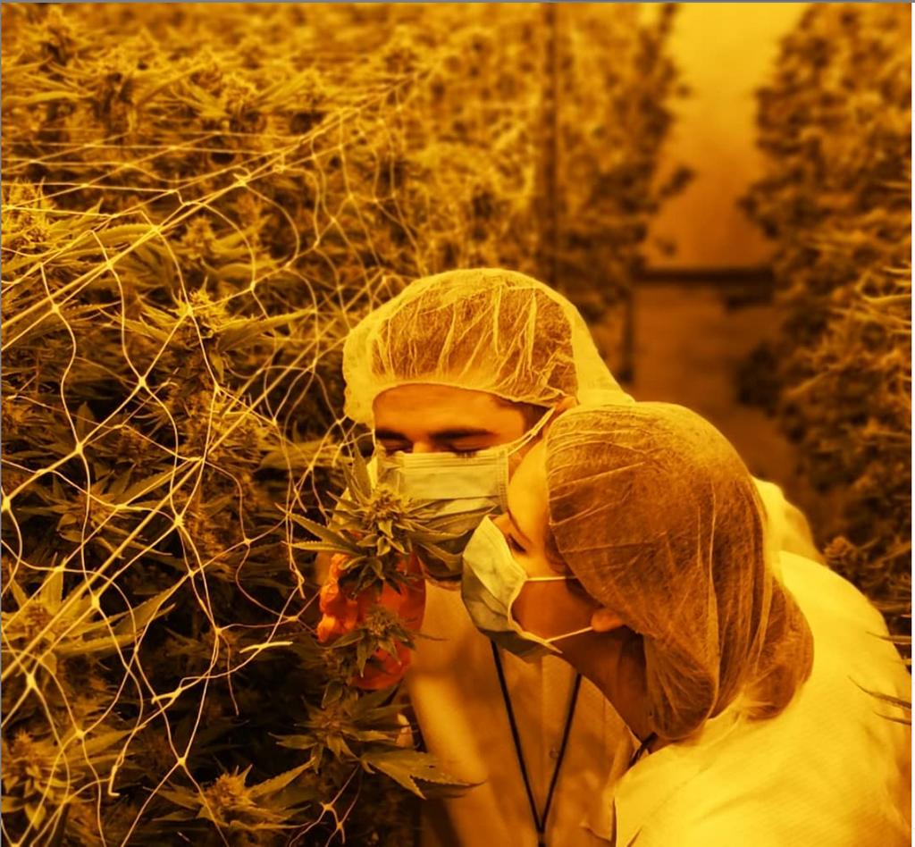 CannabisTrackin's tweet photo. It's always good to take time to smell the roses... 🌹 https://t.co/efif9NIDhe