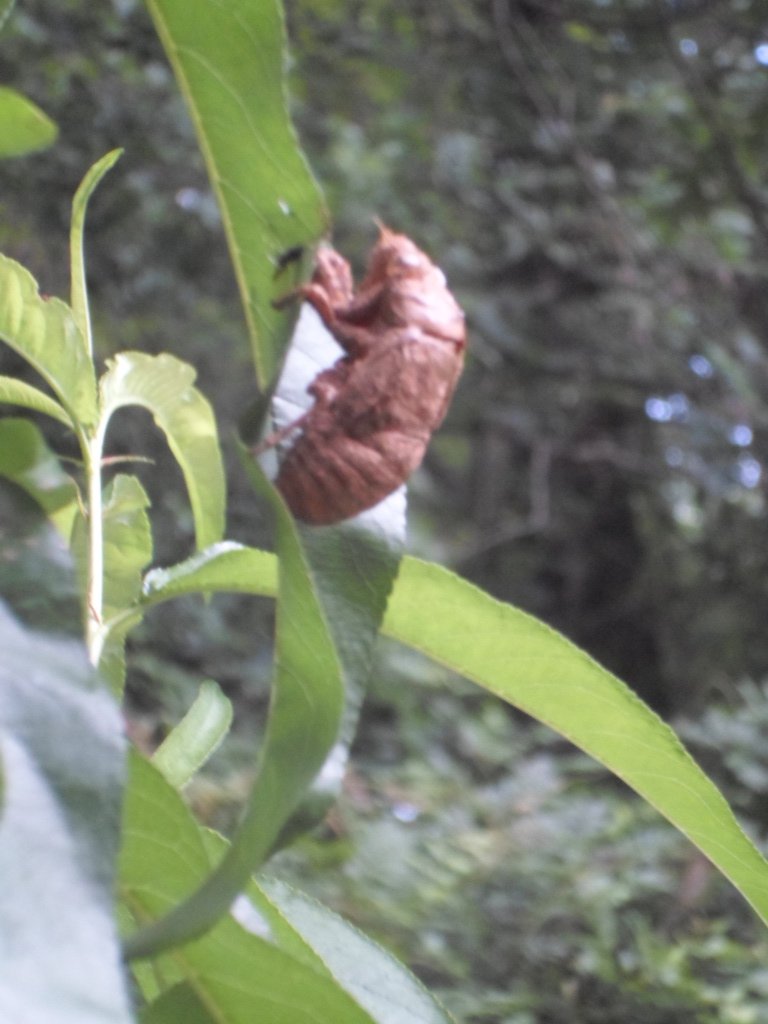 sightgasm's tweet photo. #garden #update 2019 lastly while feeding the #peach tree I found this interesting carcass #cicada freshly out of the mud!!! Also got #aquabot on the job doin some pool work #PoolBoy https://t.co/SOaEldv0Ld