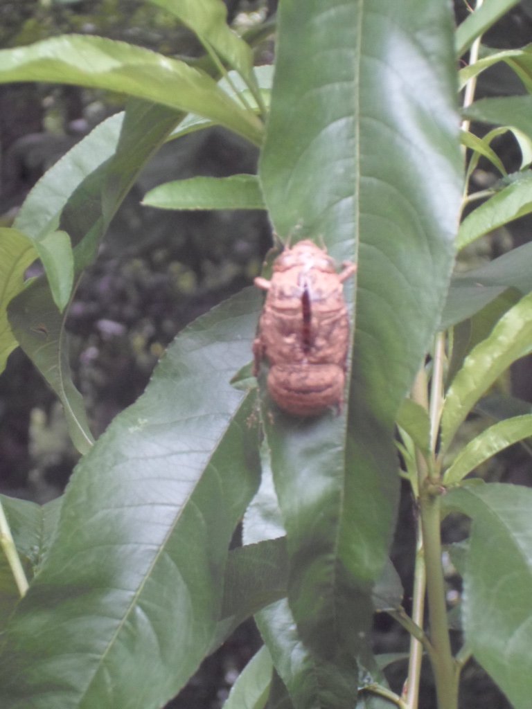 sightgasm's tweet photo. #garden #update 2019 lastly while feeding the #peach tree I found this interesting carcass #cicada freshly out of the mud!!! Also got #aquabot on the job doin some pool work #PoolBoy https://t.co/SOaEldv0Ld