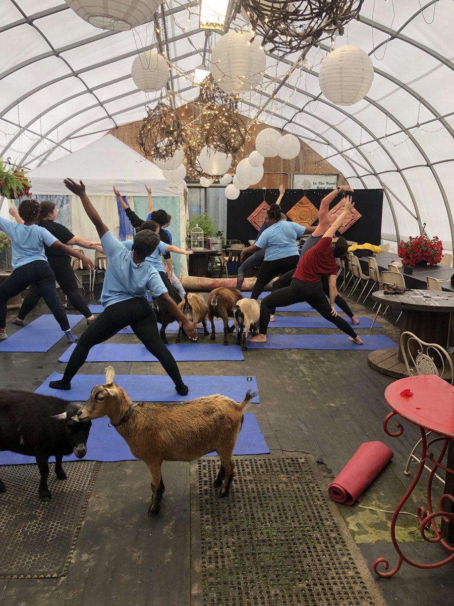 techtrekHiram's tweet photo. Goat yoga is on! #TechAndTrek https://t.co/GXN8ZM1rQZ