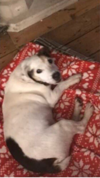 #MISSING 16/6/19 Sunday 16 16:30hrs 
15 years, 11 months old
White all over/brown patch across left side of eye and esr. Brown patch under right ear. Brown patch on the lower back. Stump tail. Friendly, a little deaf, small. By #RiverTrent 

animalsearchuk.co.uk/ALP370753