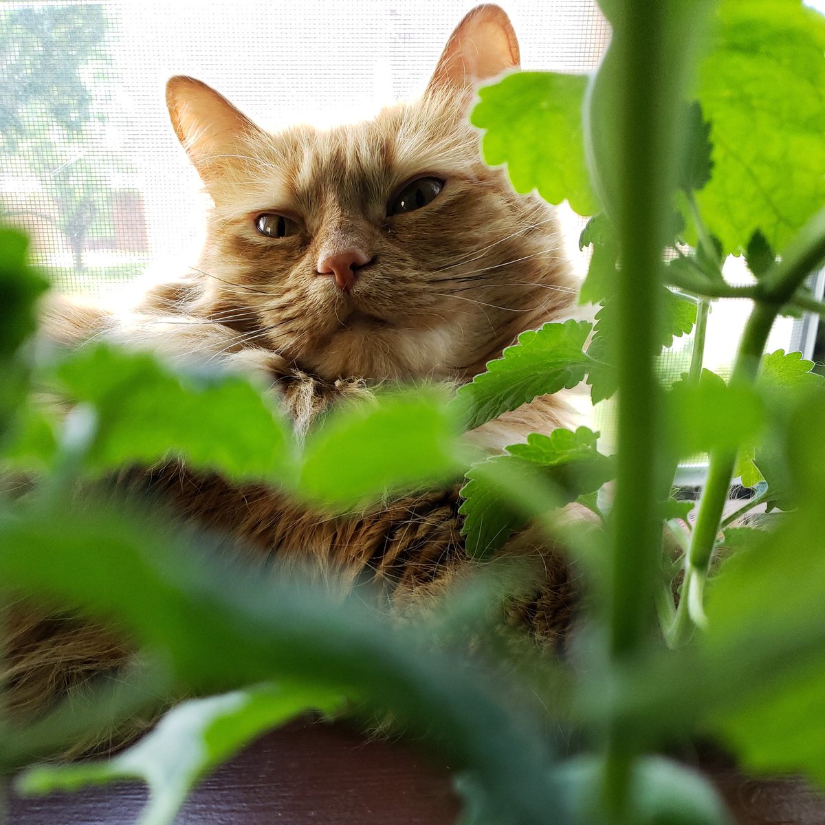 kleinang's tweet image. Say Hello to Annie the #catnipaddict 😂