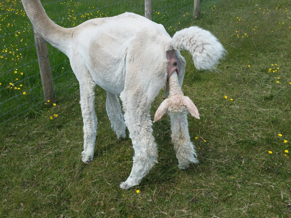 So whilst we were enjoying the #HighlandShow Masquerade decided to go into labour, only problem was the cria didn’t manage to get its legs in position first. With encouragement and reassurance over the phone Lizzie (who was farm sitting) did a brilliant job to reposition things.