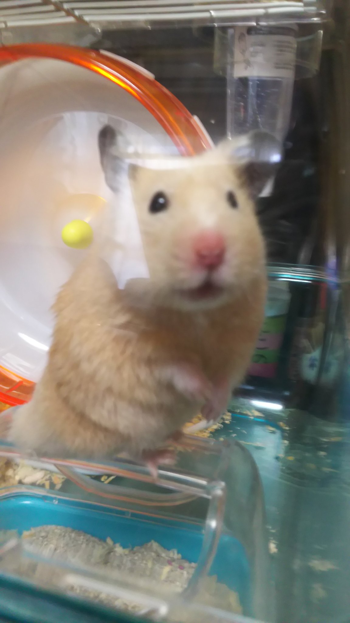 ハムハムtv Twitter Search Twitter